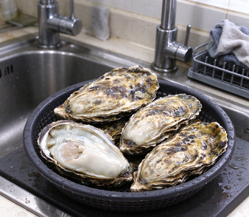 Fresh Raw Oysters